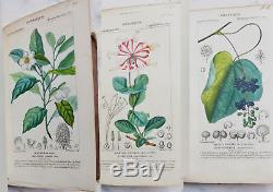 1816-29 Antique Botanical Atlas 191 Hand Colored Engravings Turpin RARE