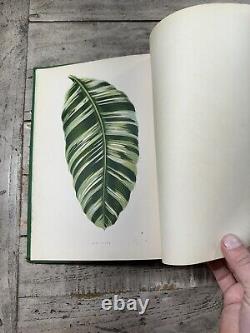 1870 Antique Gardening Book New & Rare Beautiful Leaved Plants 54 Color Plates