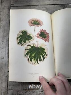 1870 Antique Gardening Book New & Rare Beautiful Leaved Plants 54 Color Plates