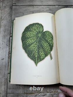 1870 Antique Gardening Book New & Rare Beautiful Leaved Plants 54 Color Plates