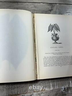 1870 Antique Gardening Book New & Rare Beautiful Leaved Plants 54 Color Plates