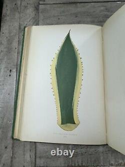 1870 Antique Gardening Book New & Rare Beautiful Leaved Plants 54 Color Plates