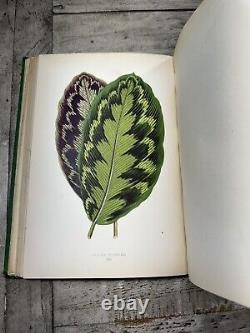 1870 Antique Gardening Book New & Rare Beautiful Leaved Plants 54 Color Plates