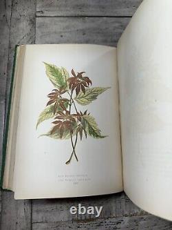 1870 Antique Gardening Book New & Rare Beautiful Leaved Plants 54 Color Plates