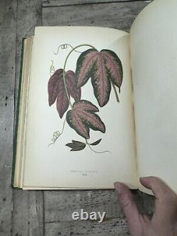 1870 Antique Gardening Book New & Rare Beautiful Leaved Plants 54 Color Plates