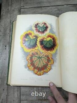 1870 Antique Gardening Book New & Rare Beautiful Leaved Plants 54 Color Plates