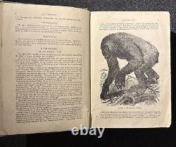 1894 Wood's Popular Natural History Animals Birds Nature Antique Vintage Rare