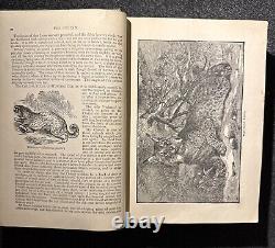 1894 Wood's Popular Natural History Animals Birds Nature Antique Vintage Rare