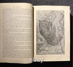 1894 Wood's Popular Natural History Animals Birds Nature Antique Vintage Rare