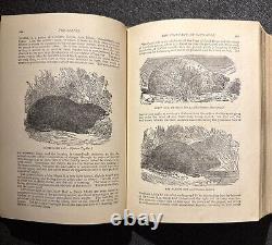 1894 Wood's Popular Natural History Animals Birds Nature Antique Vintage Rare