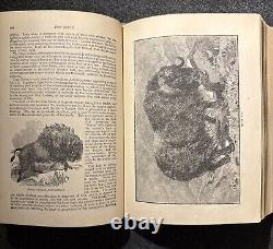 1894 Wood's Popular Natural History Animals Birds Nature Antique Vintage Rare