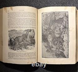 1894 Wood's Popular Natural History Animals Birds Nature Antique Vintage Rare