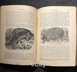 1894 Wood's Popular Natural History Animals Birds Nature Antique Vintage Rare