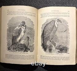 1894 Wood's Popular Natural History Animals Birds Nature Antique Vintage Rare