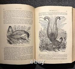 1894 Wood's Popular Natural History Animals Birds Nature Antique Vintage Rare