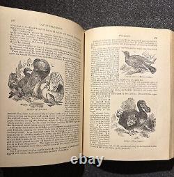 1894 Wood's Popular Natural History Animals Birds Nature Antique Vintage Rare