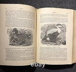 1894 Wood's Popular Natural History Animals Birds Nature Antique Vintage Rare