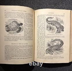 1894 Wood's Popular Natural History Animals Birds Nature Antique Vintage Rare