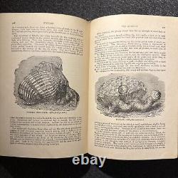 1894 Wood's Popular Natural History Animals Birds Nature Antique Vintage Rare