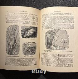 1894 Wood's Popular Natural History Animals Birds Nature Antique Vintage Rare