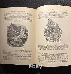 1894 Wood's Popular Natural History Animals Birds Nature Antique Vintage Rare