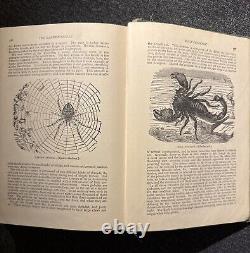 1894 Wood's Popular Natural History Animals Birds Nature Antique Vintage Rare