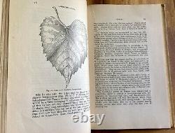 AMERICAN VINES by P. VIALA & L. RAVAZ 1903 RARE ANTIQUE HC BOOK VITICULTURE