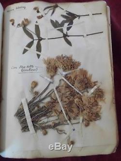 Antique Unusual Rare 1886 Witchcraft Witch Hedgewitch Pressed Flower Album 1886