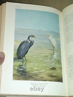 Birds Of Arabia RARE HC Book Col R Meinertzhagen Illustrated Color Antique/Vtg