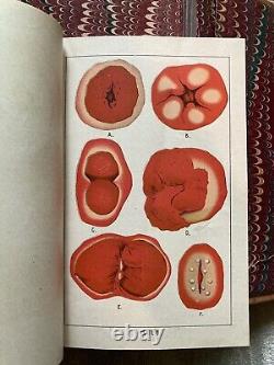 Ladies' Guide, Rare, Antique, Health, Disease, Motherhood, Kellogg, 1900, illus