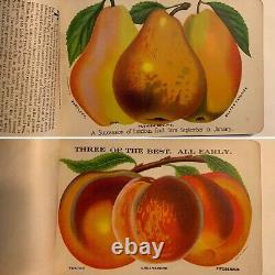 Nurseryman's Catalog Plate Book, T. W. Rice, Geneva, NY 1900s