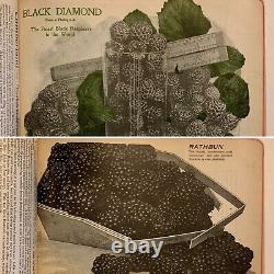 Nurseryman's Catalog Plate Book, T. W. Rice, Geneva, NY 1900s