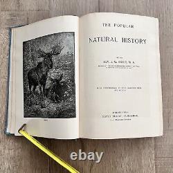 RARE 1894 Antique Book Wood's Popular Natural History / Rev. JG Wood Illustrated