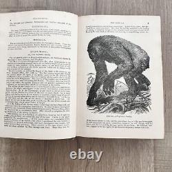 RARE 1894 Antique Book Wood's Popular Natural History / Rev. JG Wood Illustrated