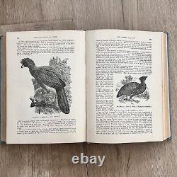 RARE 1894 Antique Book Wood's Popular Natural History / Rev. JG Wood Illustrated