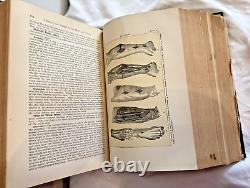 RARE Modern Surgery General Operative DaCosta 1919 Antique Medical Book Illustra