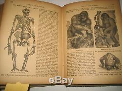 Rare Antique Book Savage World Animals Dinosaurs Monsters Darwinism 1500 Picts