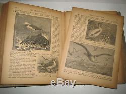 Rare Antique Book Savage World Animals Dinosaurs Monsters Darwinism 1500 Picts