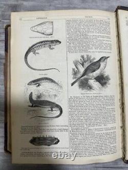 Rare Antique Book The English Cyclopaedia Natural History Volumes III & IV 1856