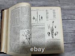 Rare Antique Book The English Cyclopaedia Natural History Volumes III & IV 1856