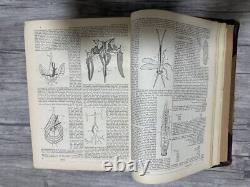 Rare Antique Book The English Cyclopaedia Natural History Volumes III & IV 1856