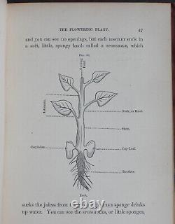 Rare Antique Old Book Biology 1875 Illustrated Plants Sea Life Cells Butterfly