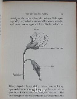 Rare Antique Old Book Biology 1875 Illustrated Plants Sea Life Cells Butterfly