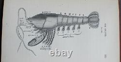 Rare Antique Old Book Biology 1875 Illustrated Plants Sea Life Cells Butterfly