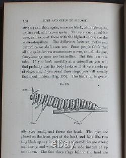 Rare Antique Old Book Biology 1875 Illustrated Plants Sea Life Cells Butterfly