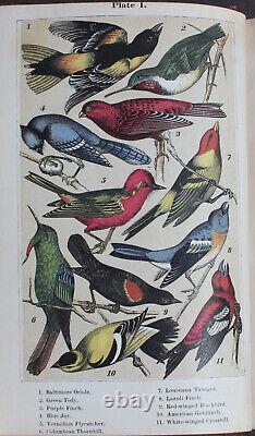 Rare Antique Old Book Boys & Birds 1880 Illustrated Naturalist Animal Nature