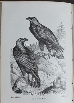 Rare Antique Old Book Boys & Birds 1880 Illustrated Naturalist Animal Nature