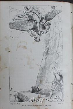 Rare Antique Old Book Boys & Birds 1880 Illustrated Naturalist Animal Nature