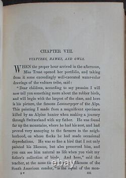 Rare Antique Old Book Boys & Birds 1880 Illustrated Naturalist Animal Nature