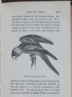 Rare Antique Old Book Boys & Birds 1880 Illustrated Naturalist Animal Nature